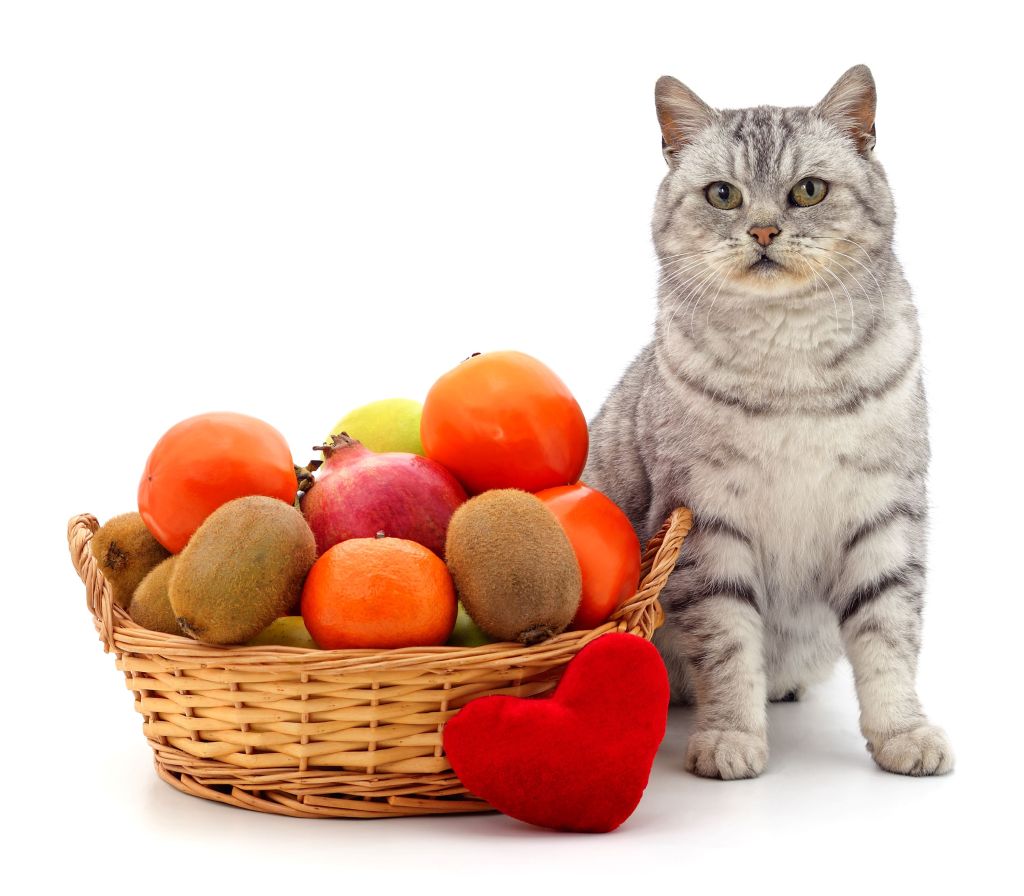 Cat next a basket of fruit, oranges, kiwis, and apples