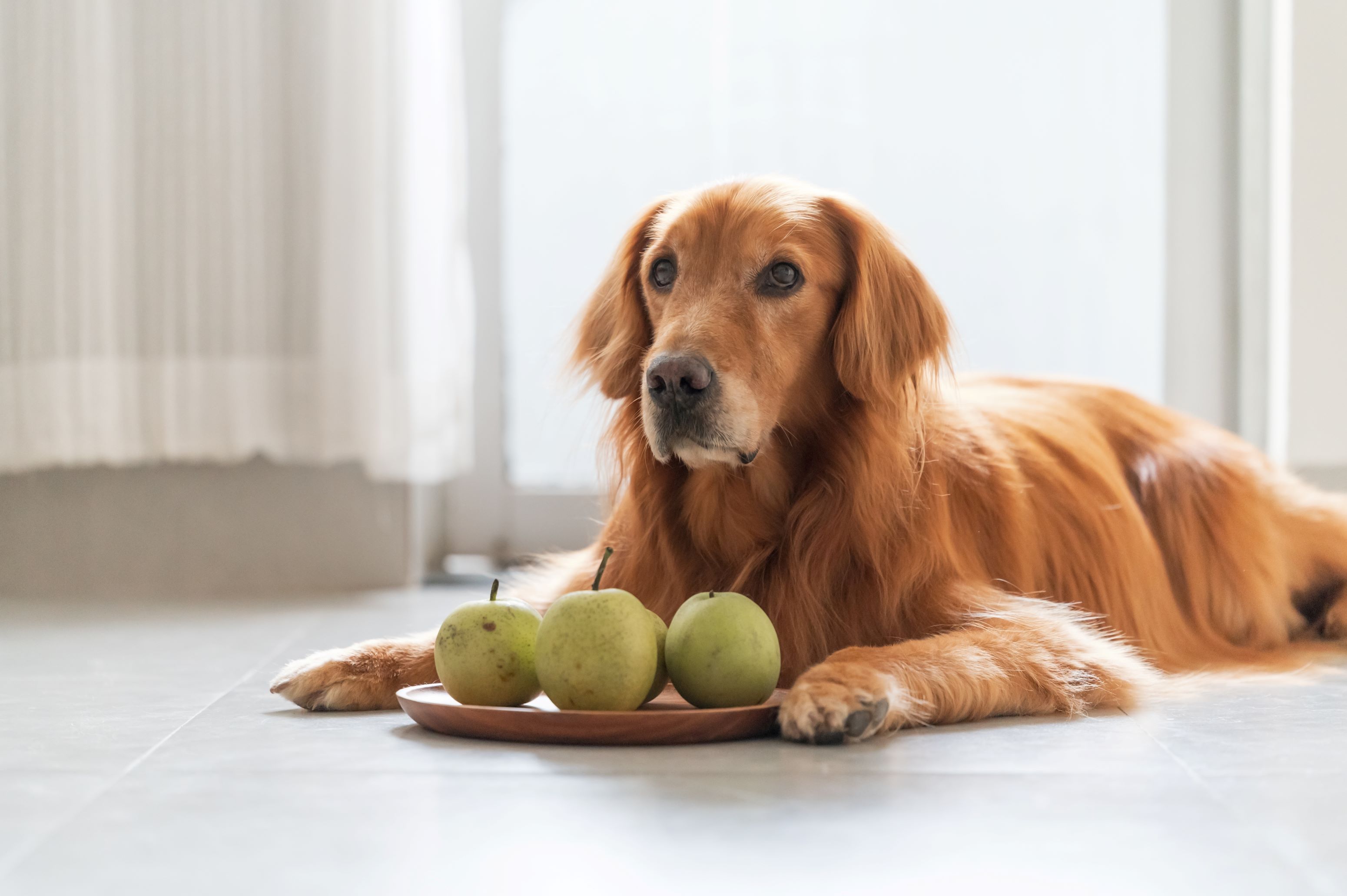 Golden retriever with a plate of pears