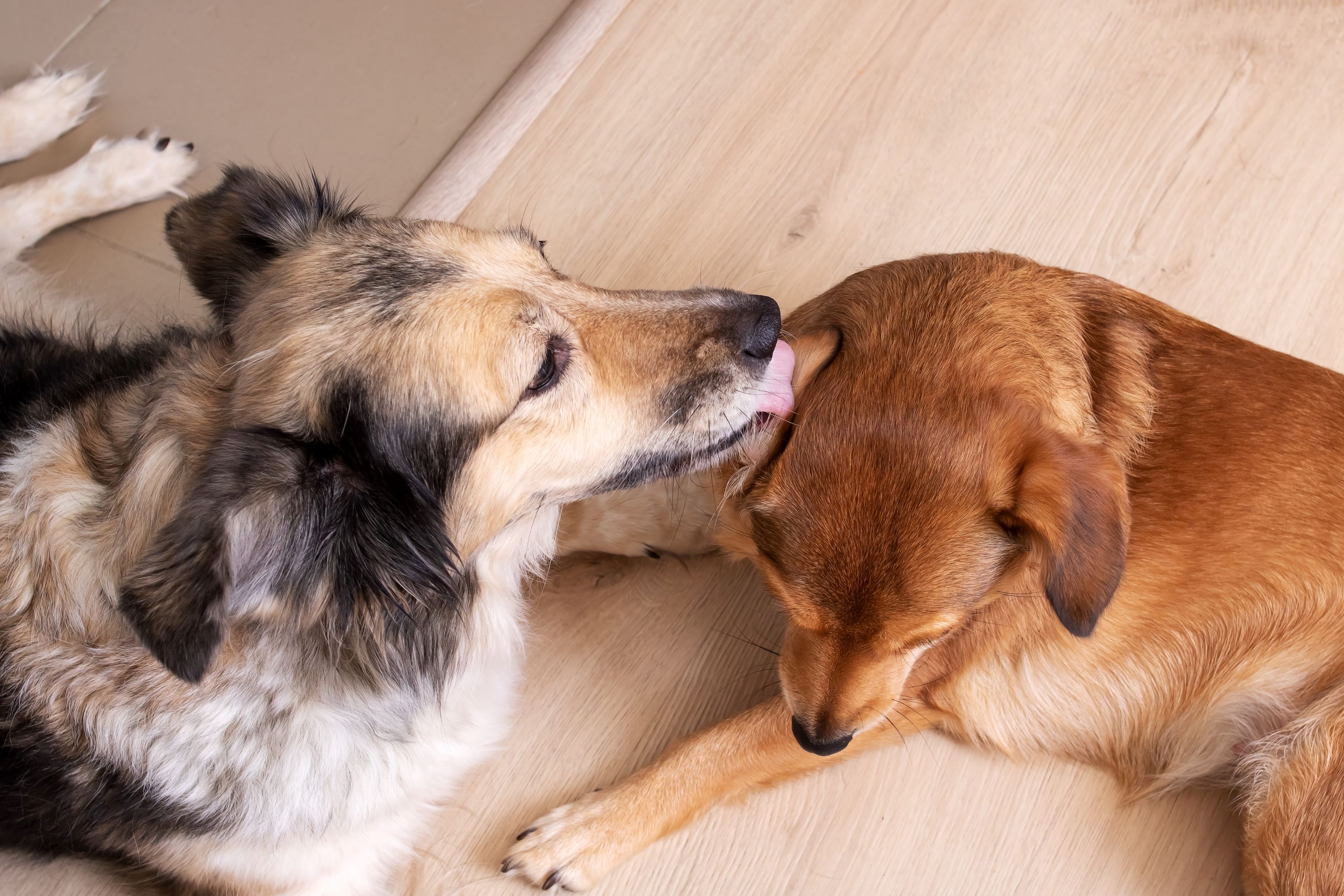 A dog licks another dog's ears