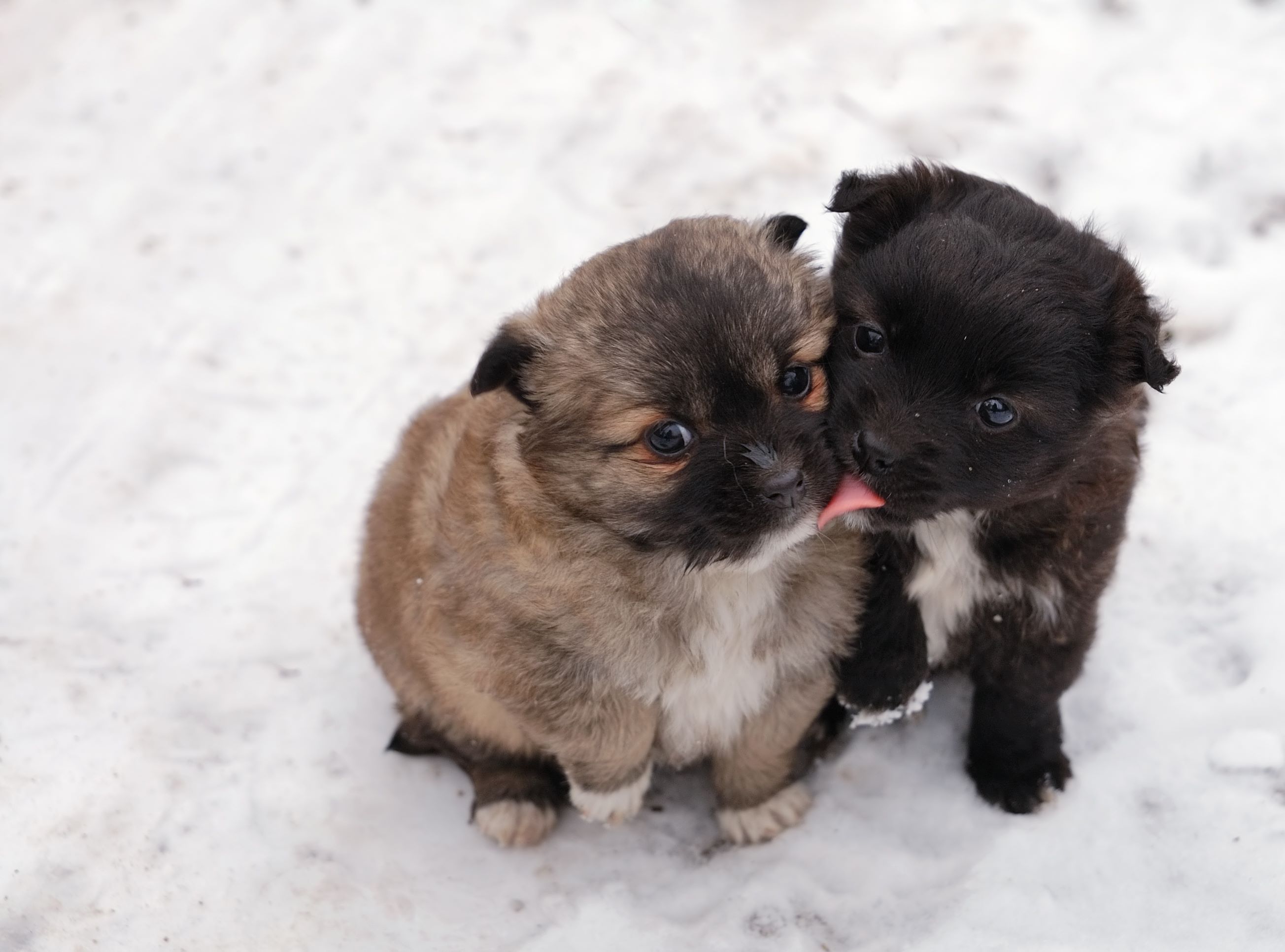 One puppy licks another puppy on the mouth