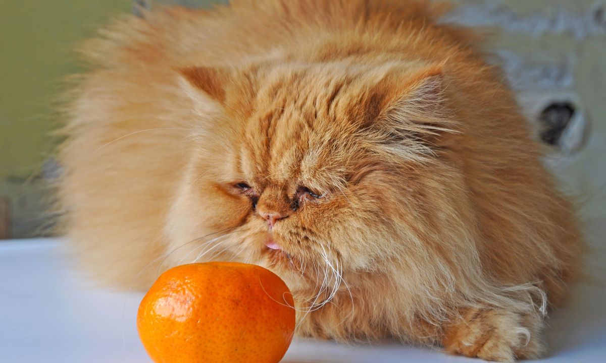 Orange cat sniffing an orange
