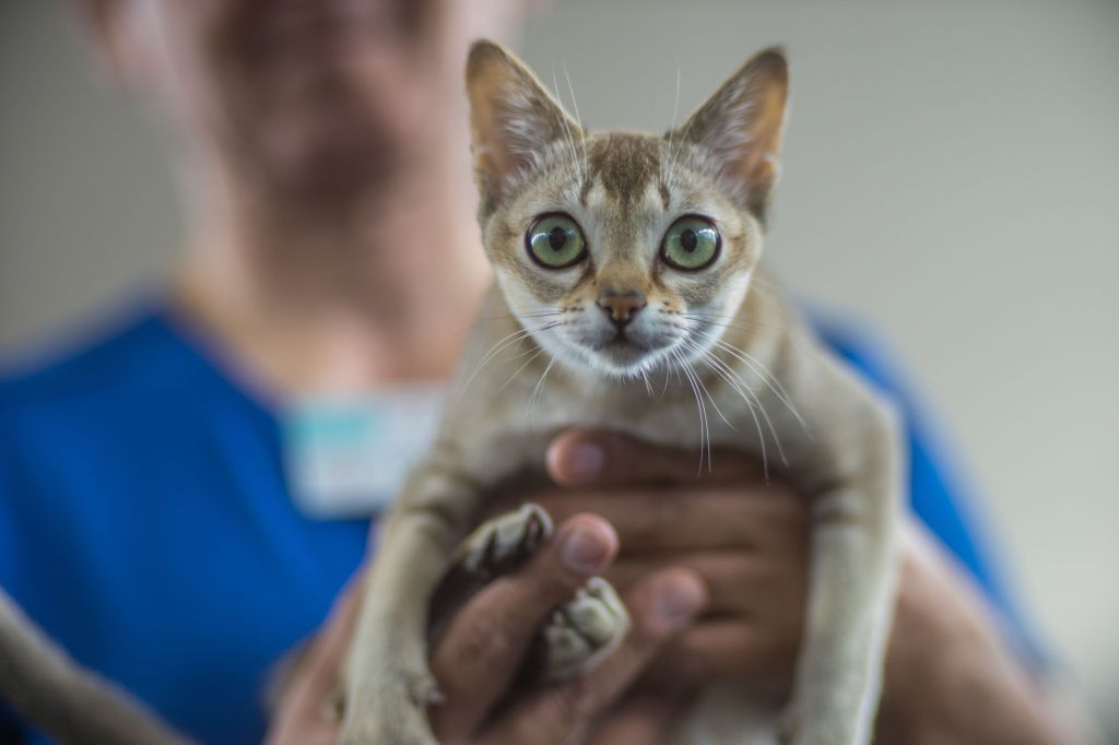Person holding a Singapura cat, the world's smallest cat