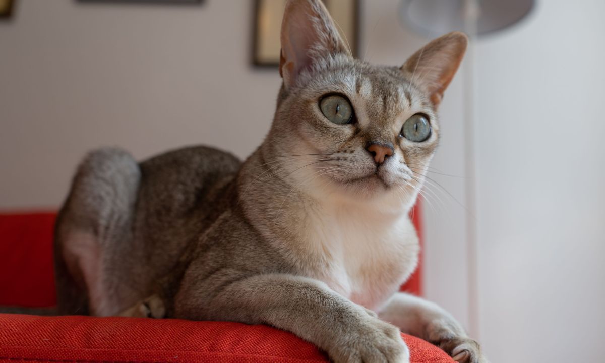 Singapura cat on a red chair, the smallest cat in the world