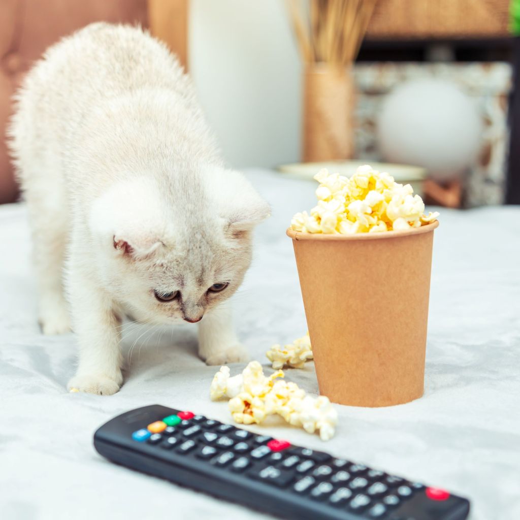 White cat looking at popcorn on a counter
