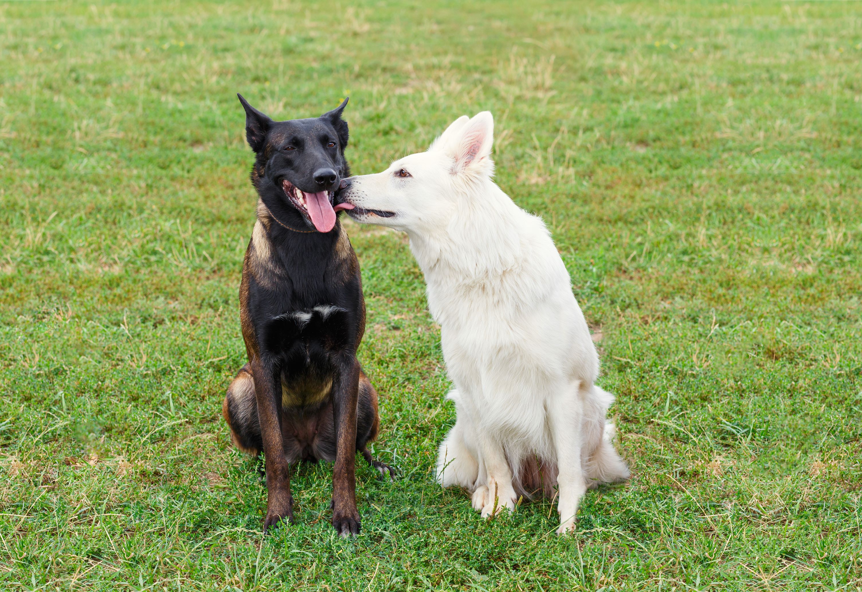 White dog licking the face of another dog