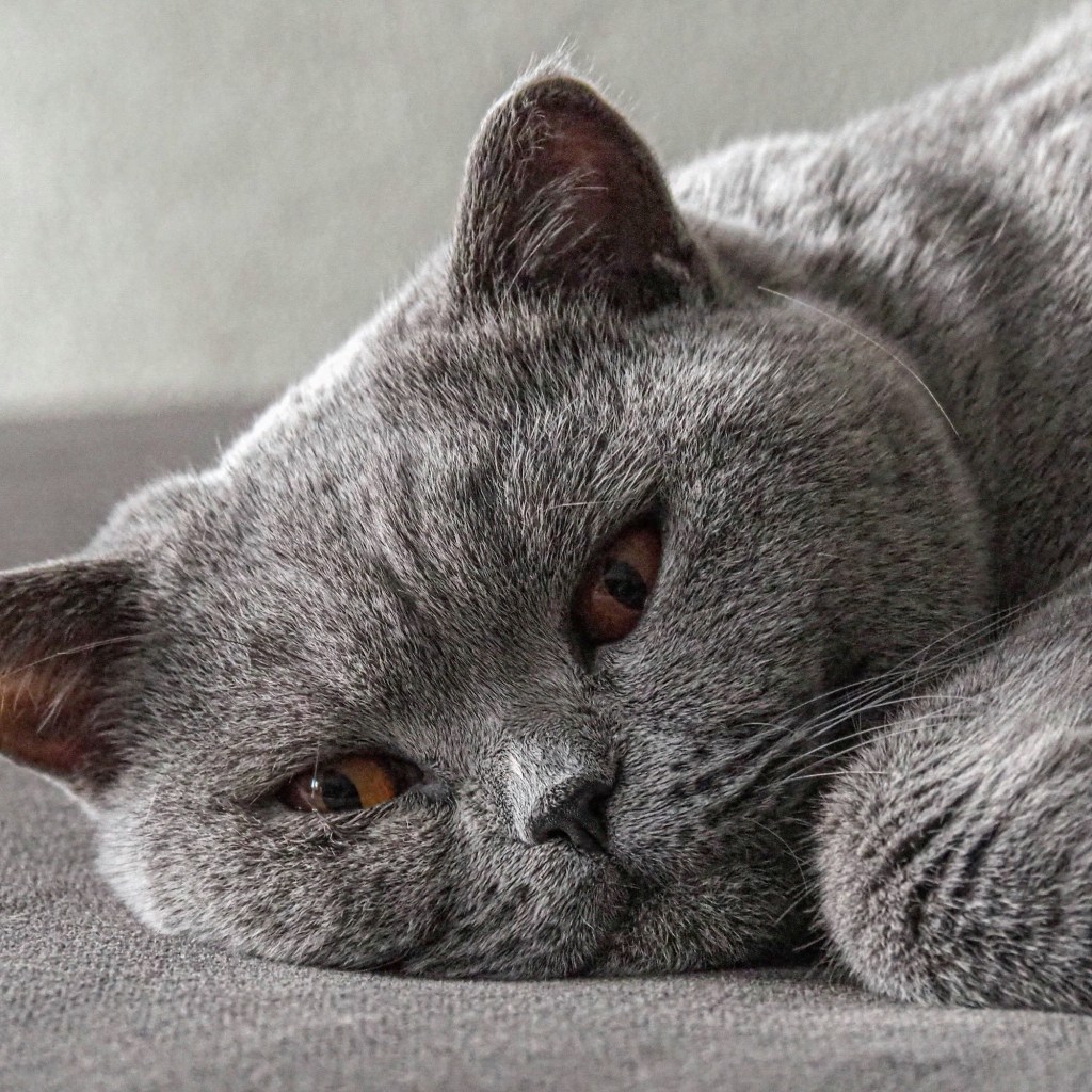 A British Shorthair cat lies down with barely open eyes