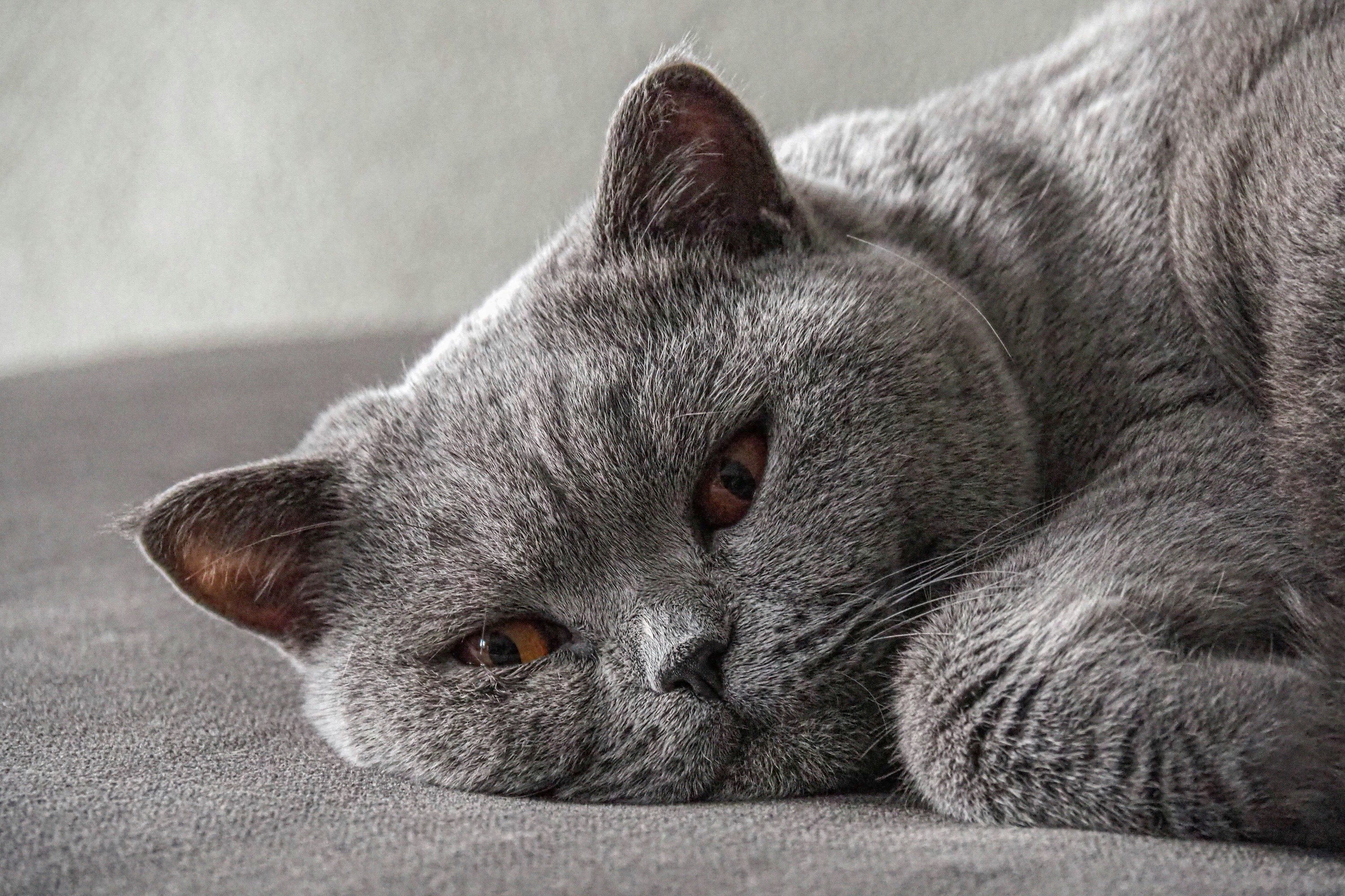 A British shorthair cat lies down with barely open eyes