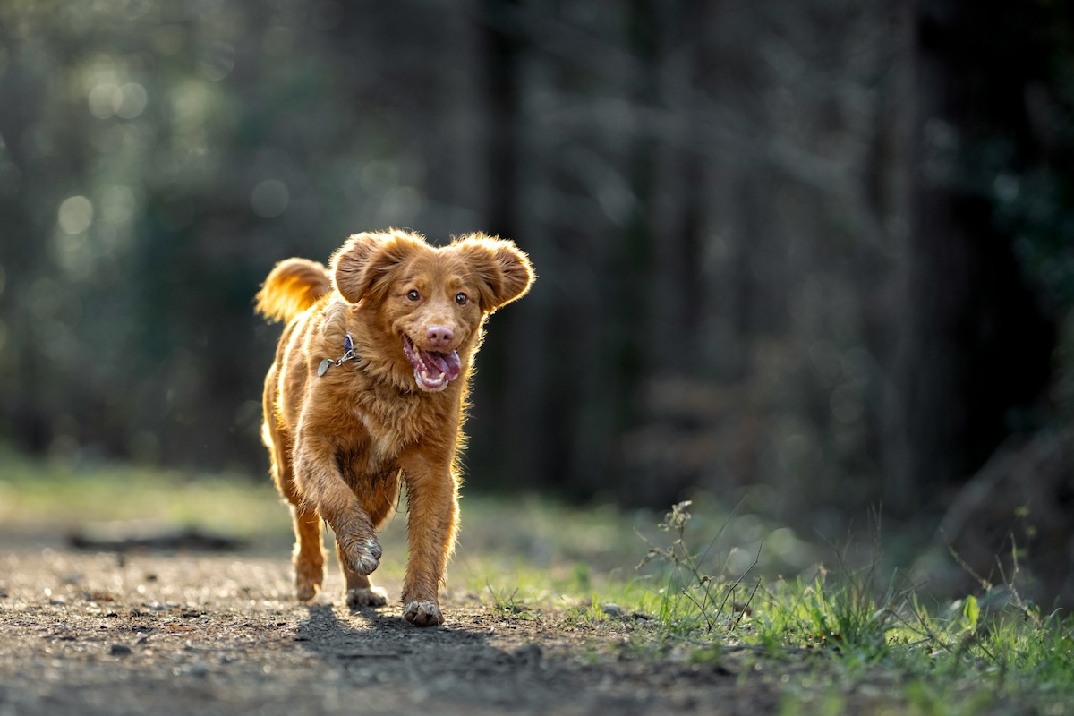 small brown dog running tongue out