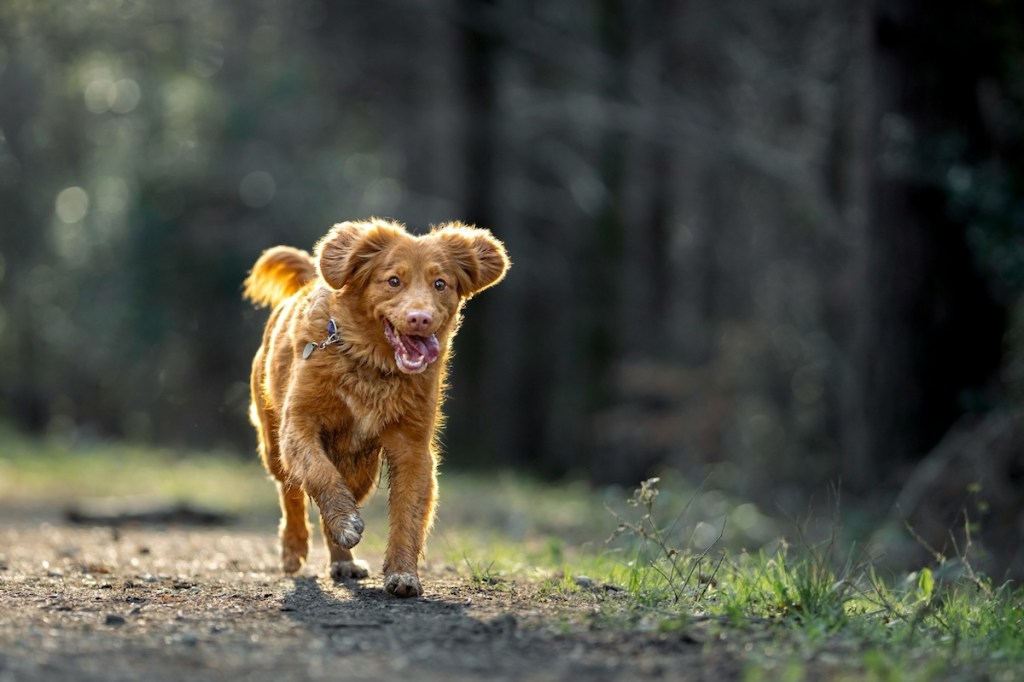 small brown dog running tongue out