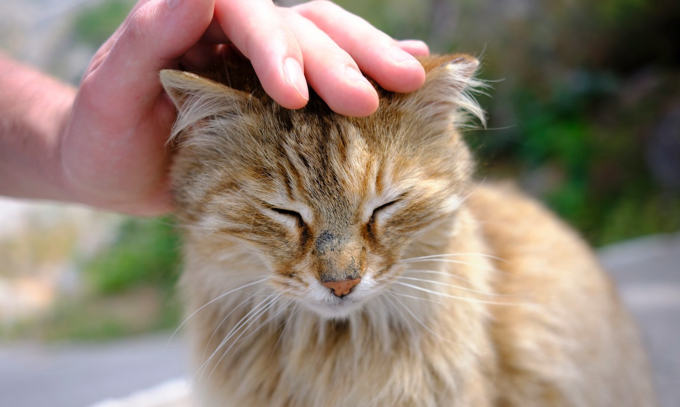 A hand reaches out to pet an orange cat