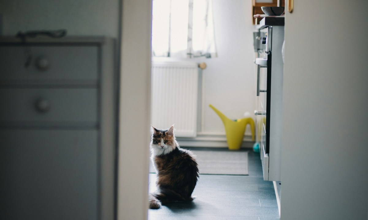 Cat sits in the bathroom looking out