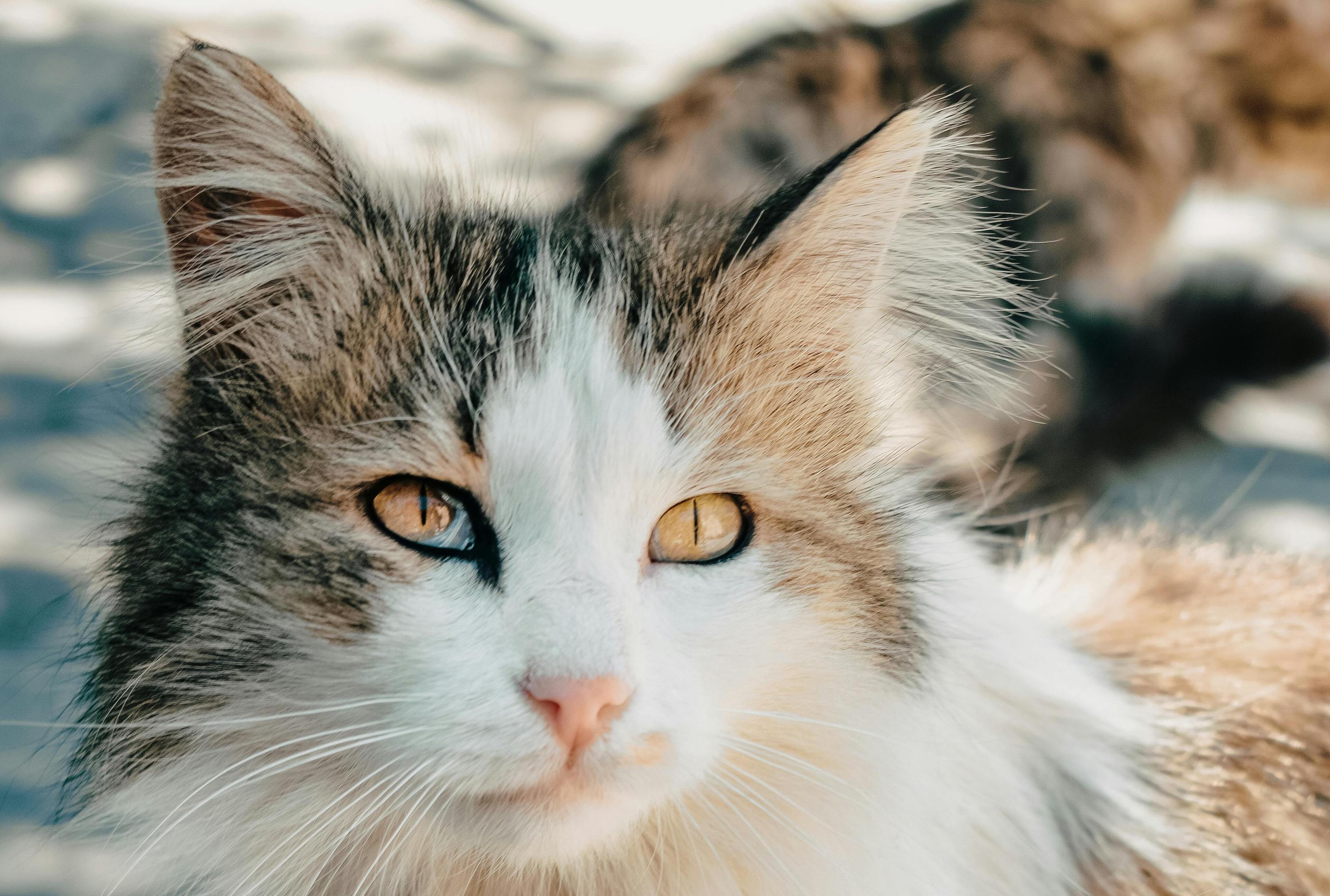 A ragamuffin cat looks up with orange eyes