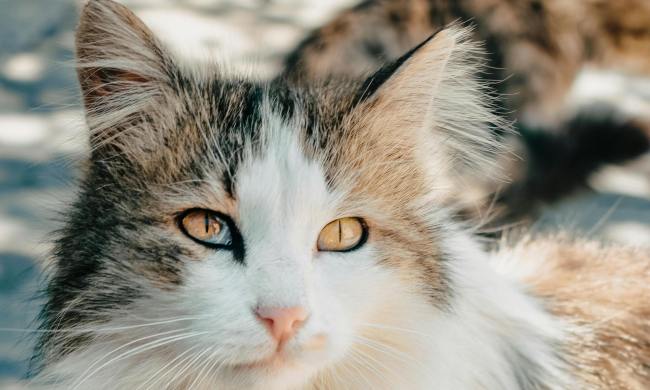 A ragamuffin cat looks up with orange eyes