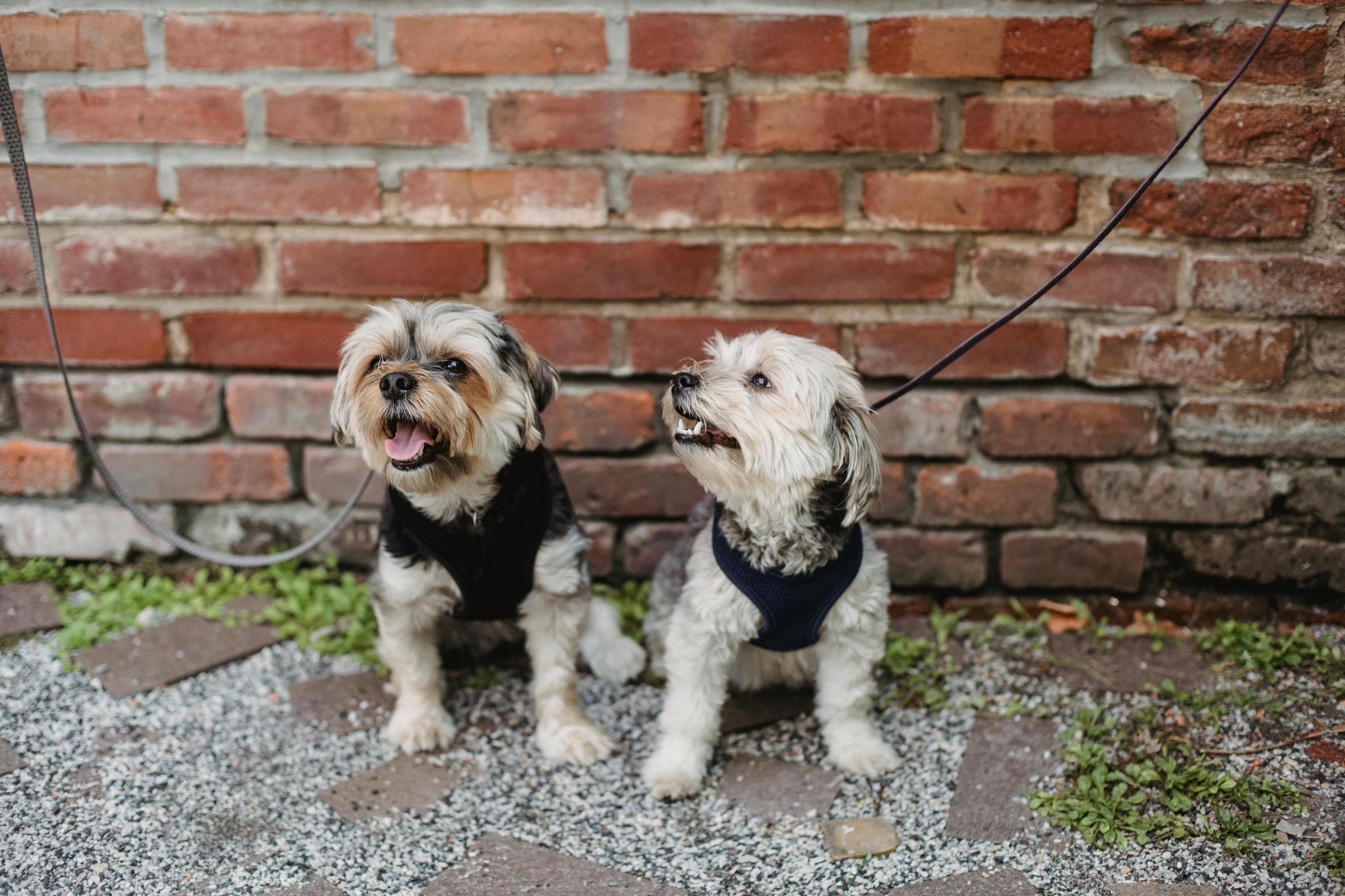 Two curly haired dogs sit next to each other in front of a brick wall