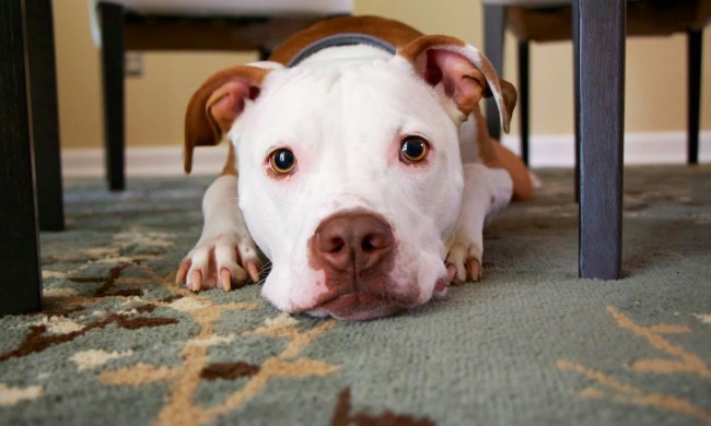 A pit bull under a table with carpet on floor