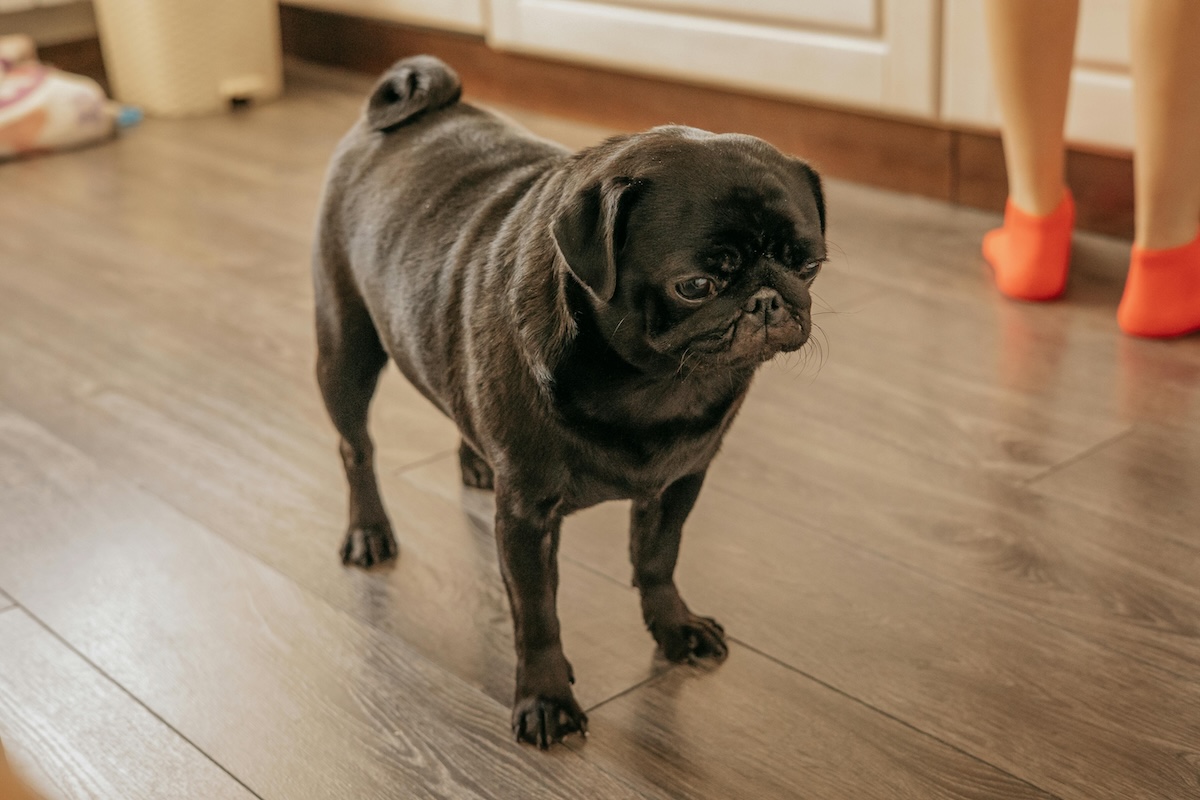 pug standing on wood floor kitchen