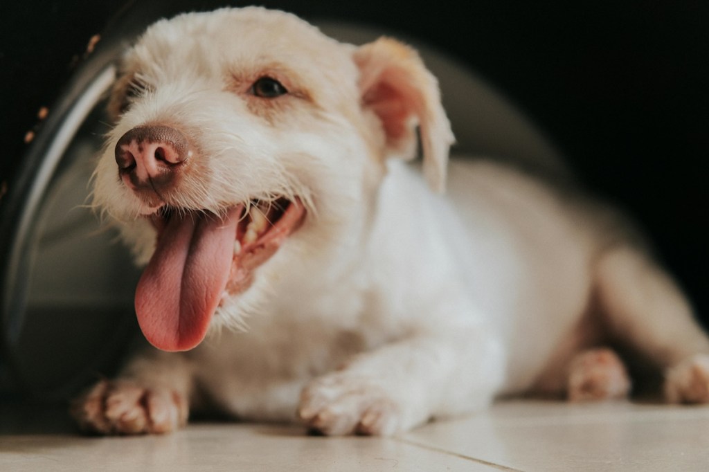 a light colored puppy panting on the floor