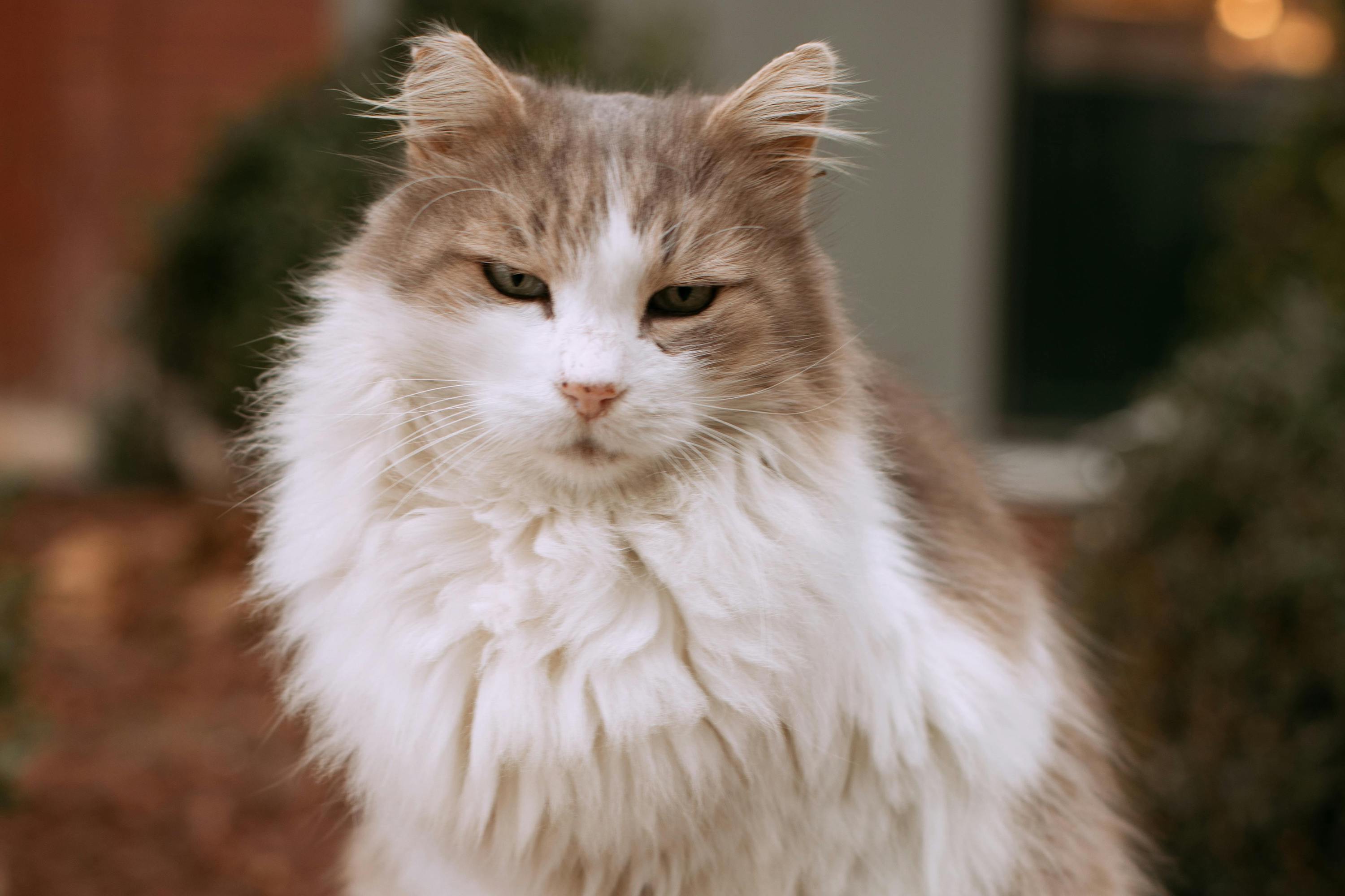 A white and brown ragamuffin cat