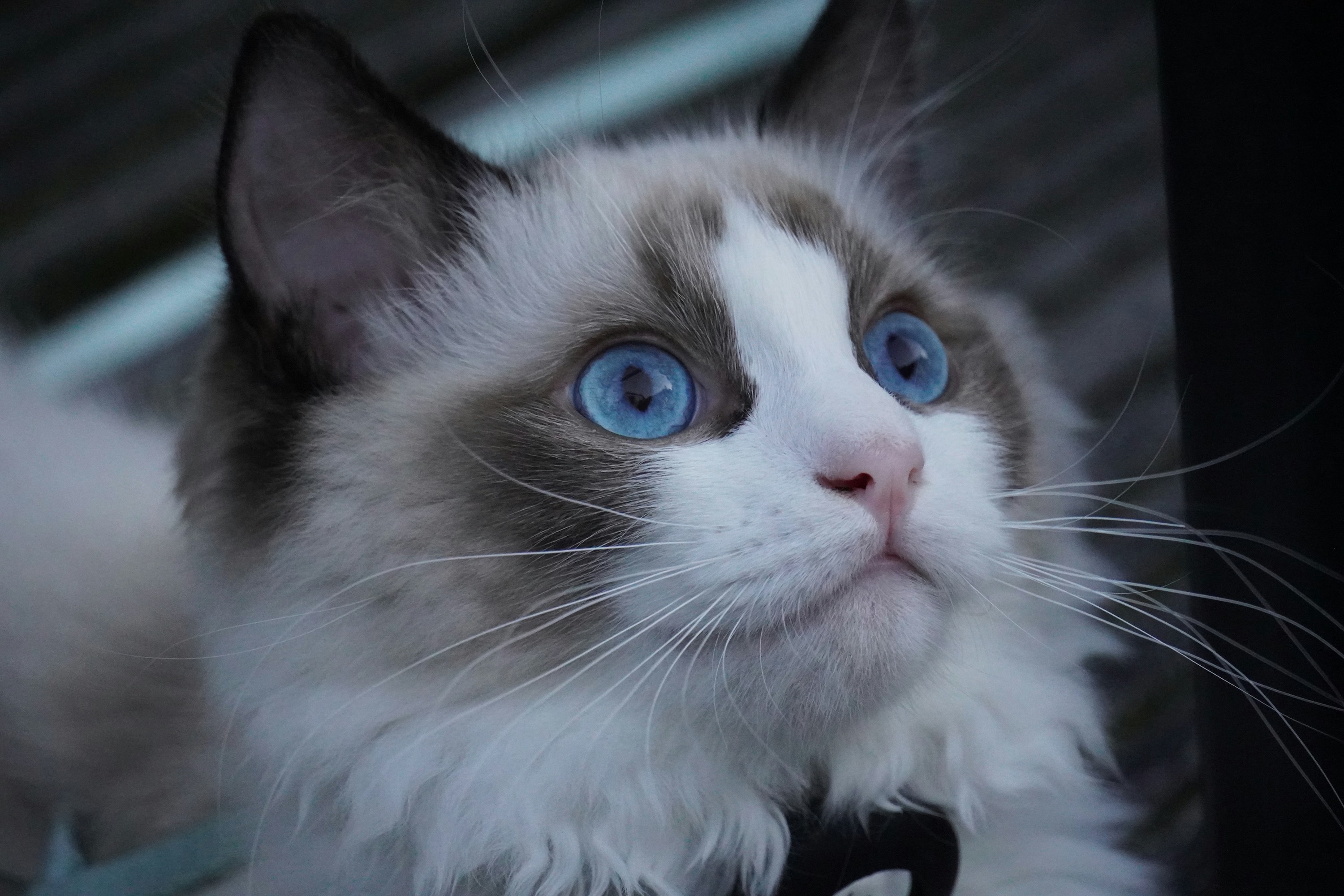 A ragdoll cat with blue eyes looks up