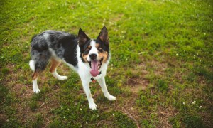 Tri-color dog panting