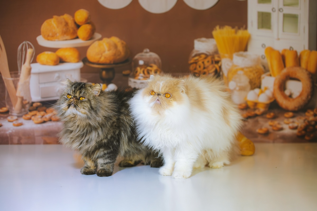 Can cats eat bread? Read this first PawTracks