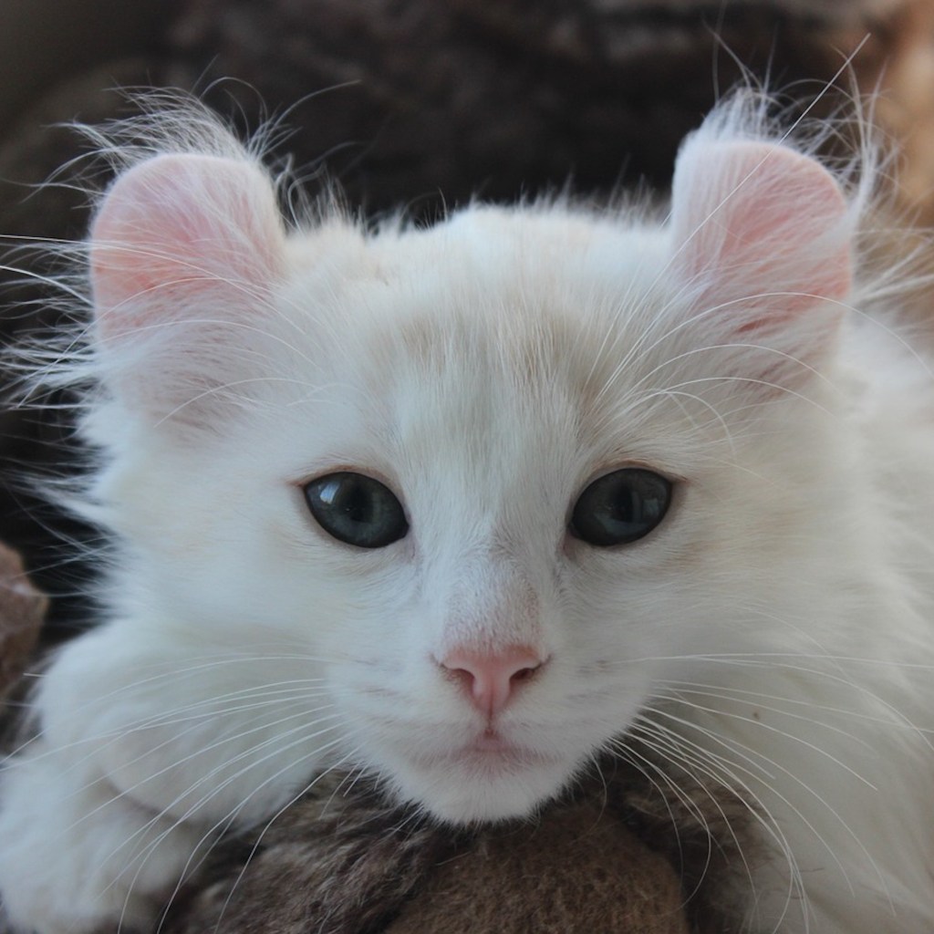 A white American Curl Kitten