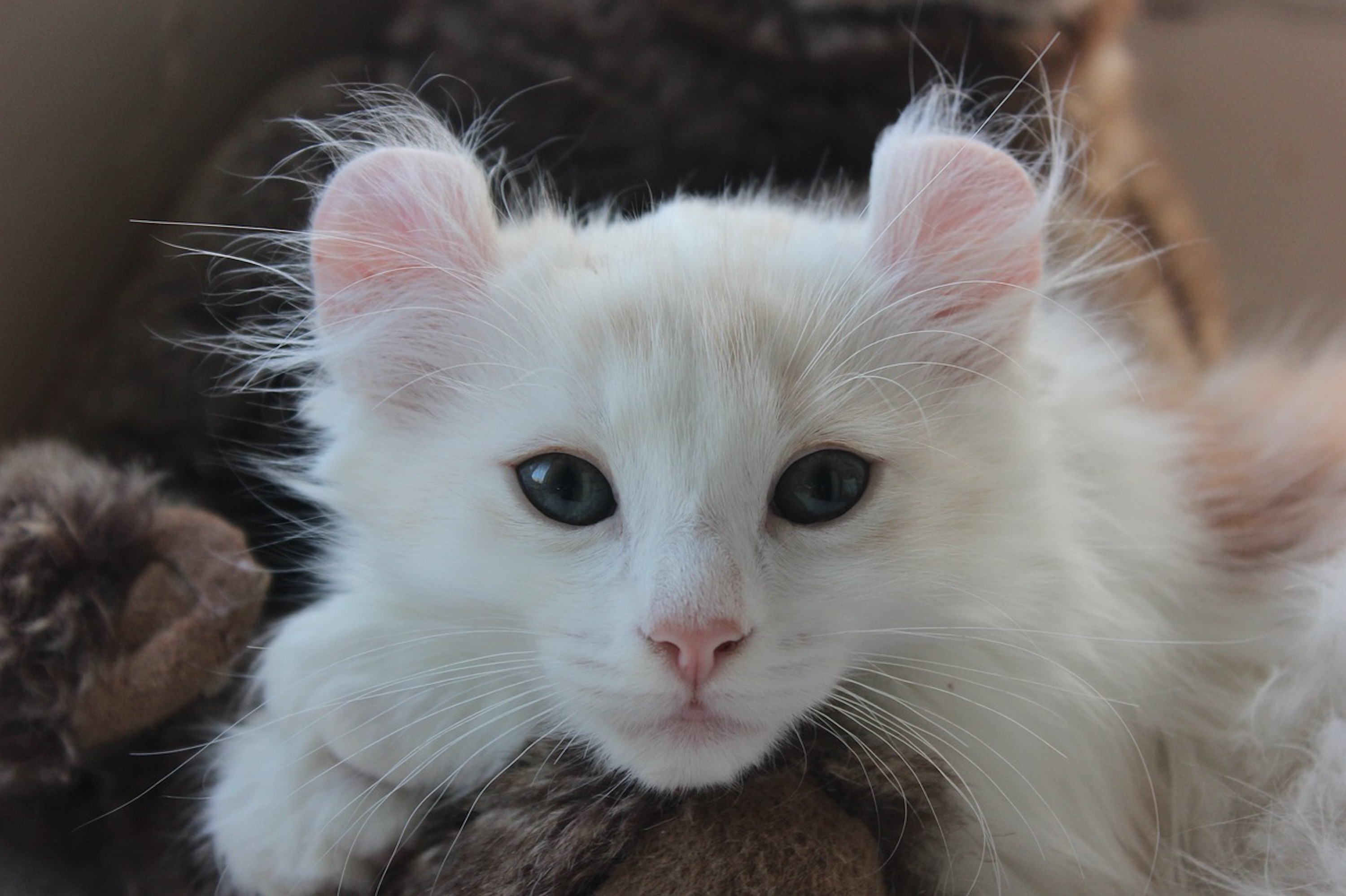 A white American Curl Kitten