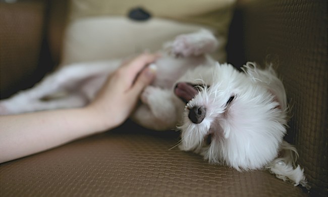 A white dog getting a belly rub in a chair