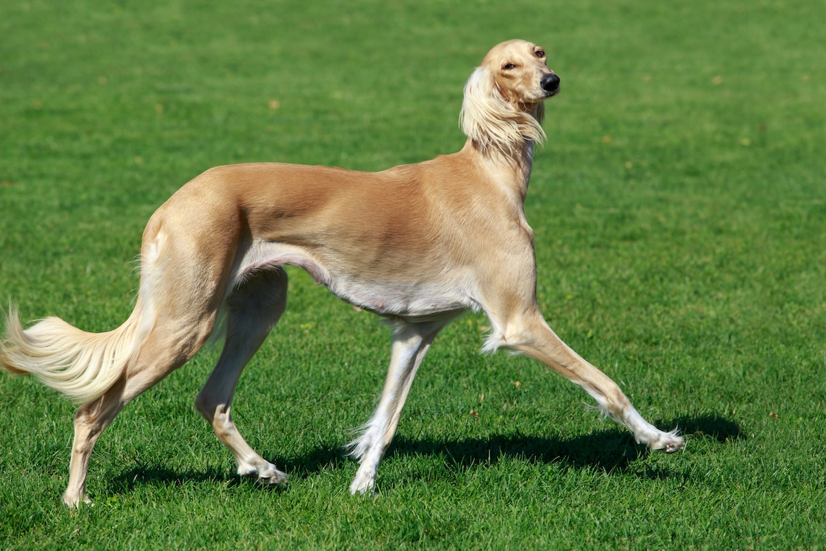 Azawakh dog outside in a yard