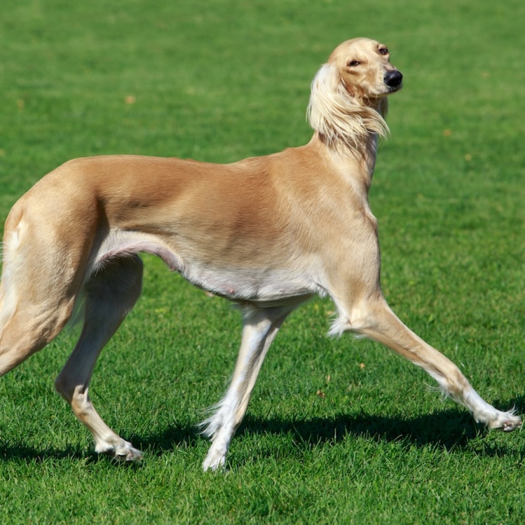 Azawakh dog outside in a yard