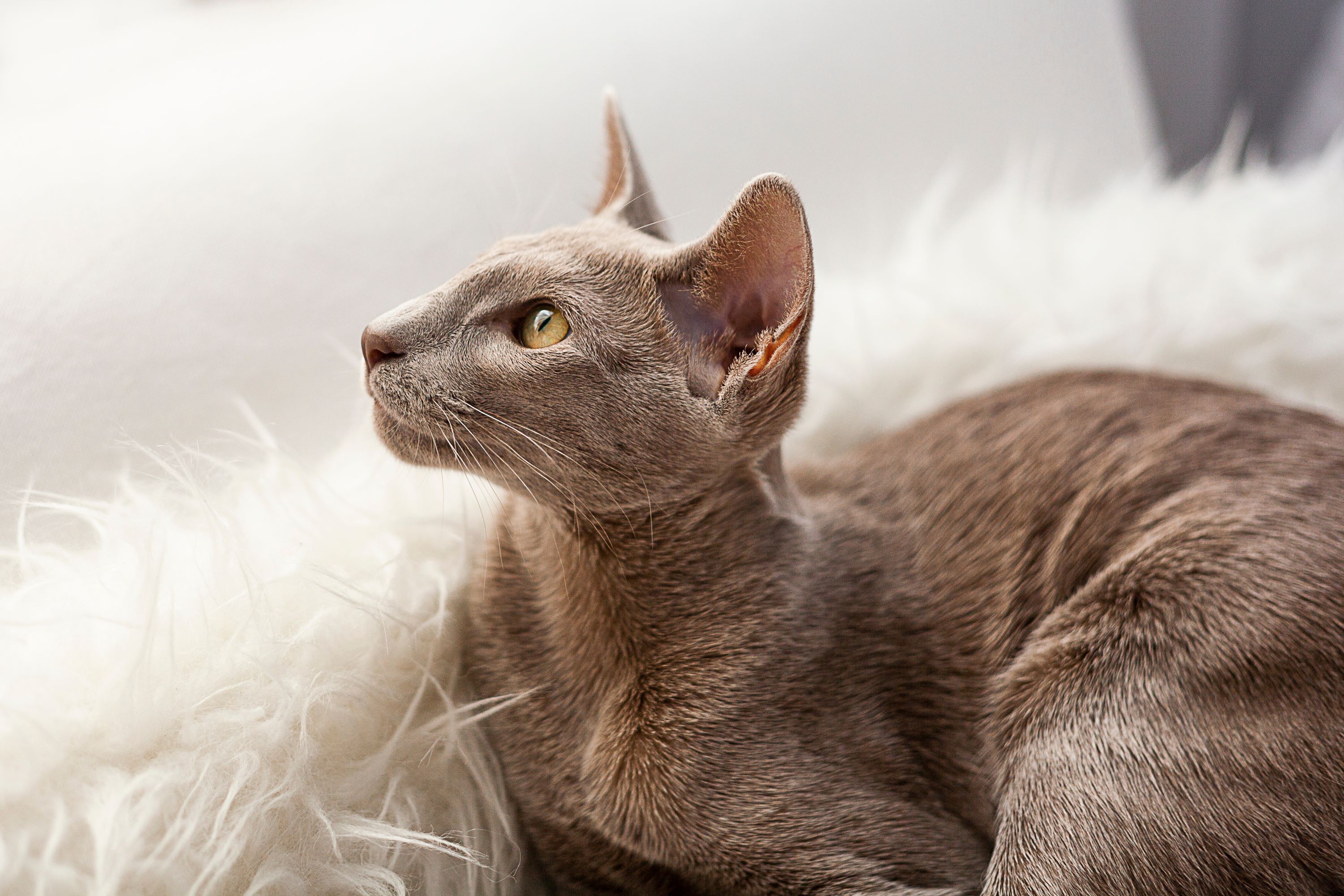 Brown Oriental shorthair cat
