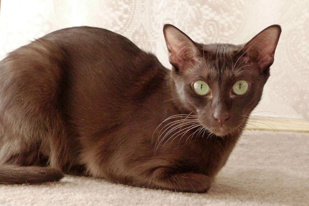 Havana Brown cat