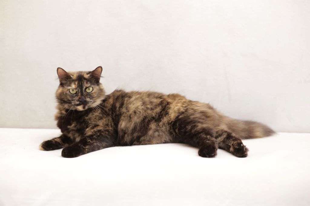 Manx cat