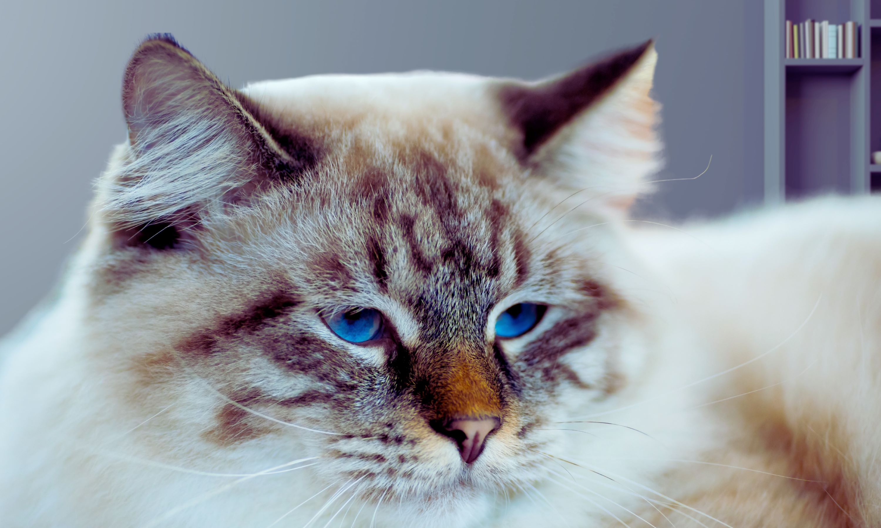 Mostly white ragamuffin cat