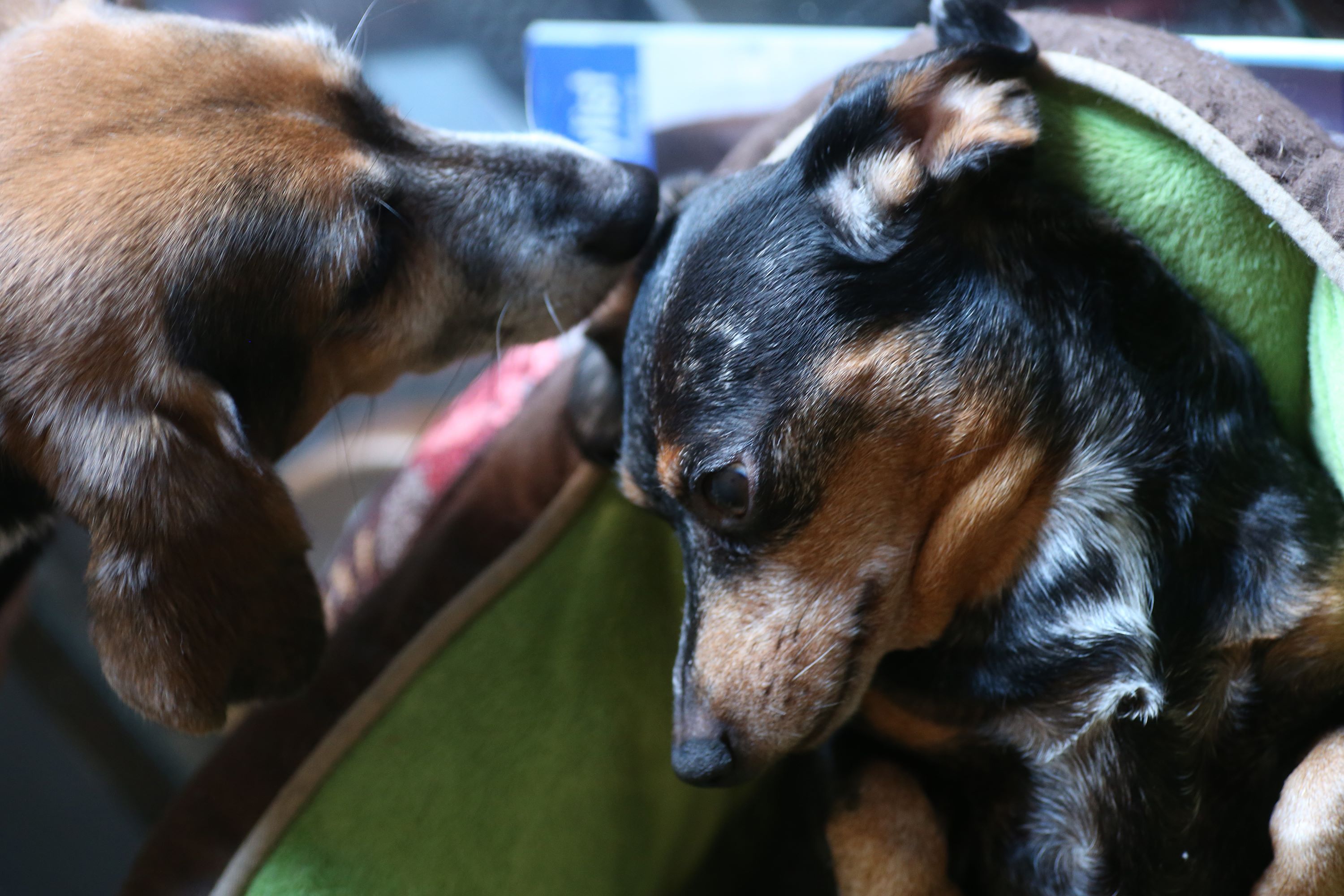One little dog licking another's ear