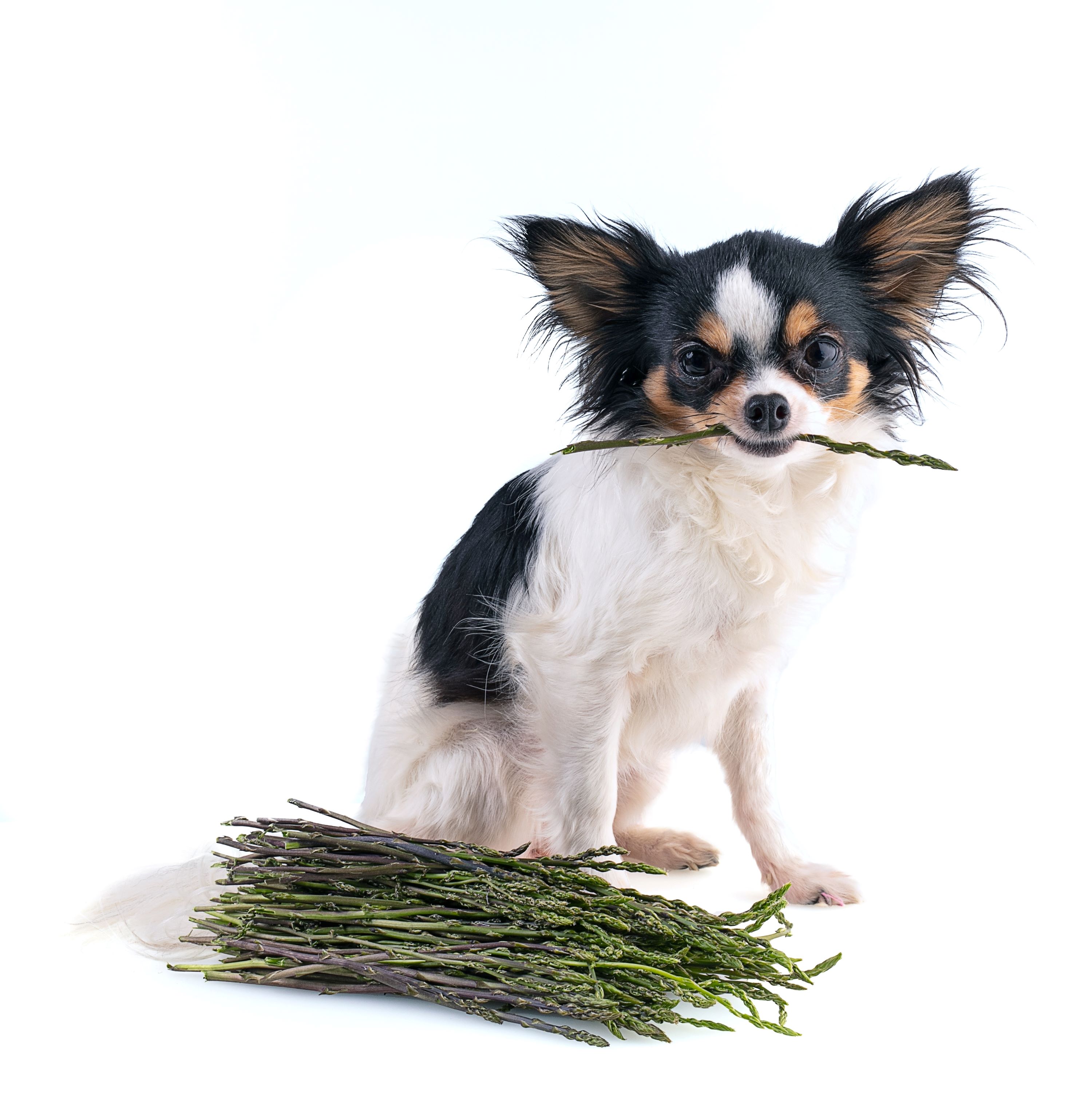 Small dog with asparagus in their mouth