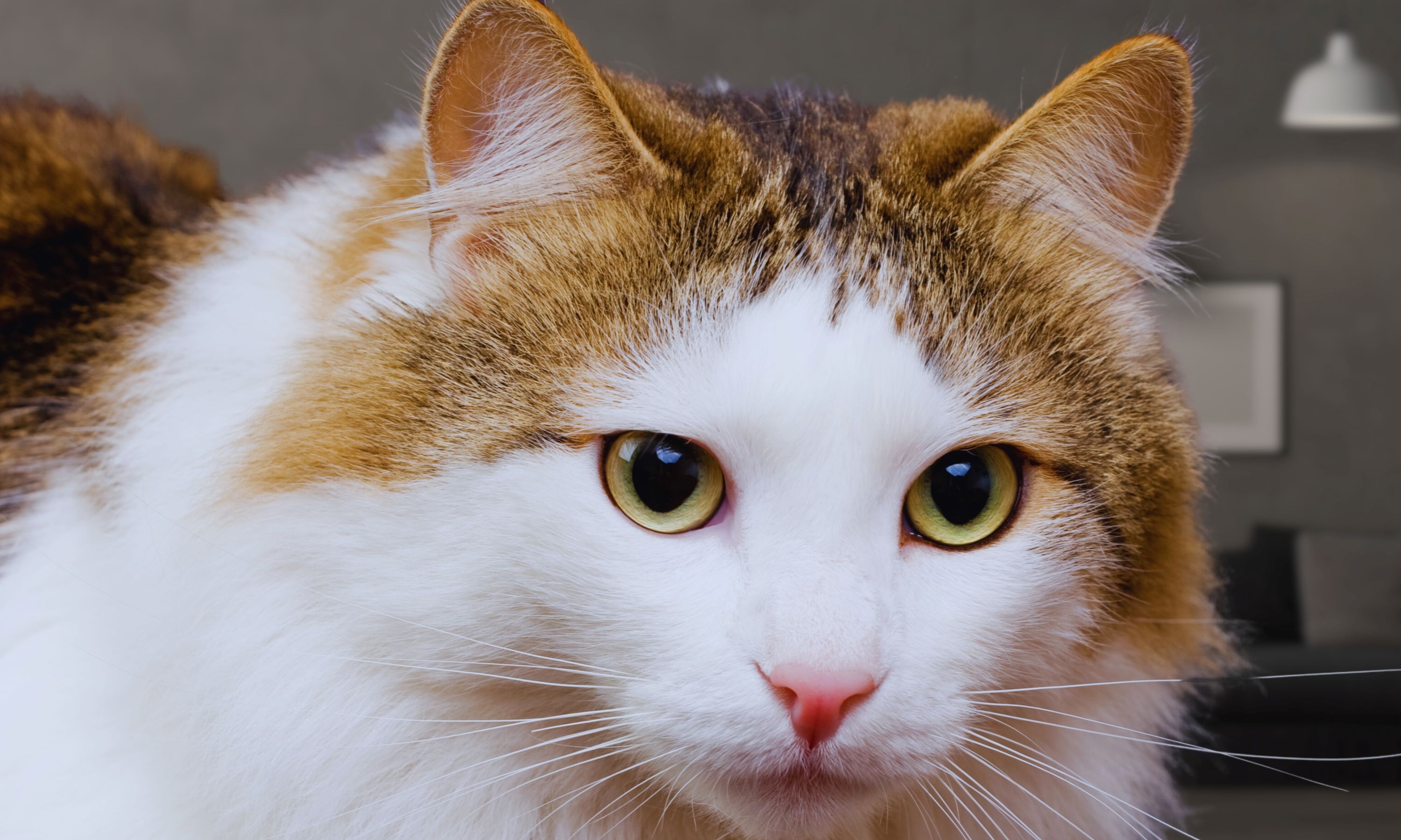7 cool things to know about the ragamuffin cat breed PawTracks