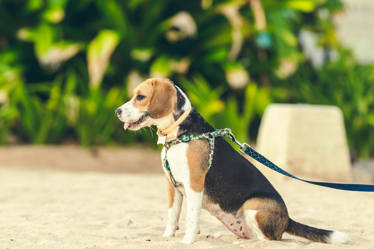 A Beagle wearing a harness and a leash sits