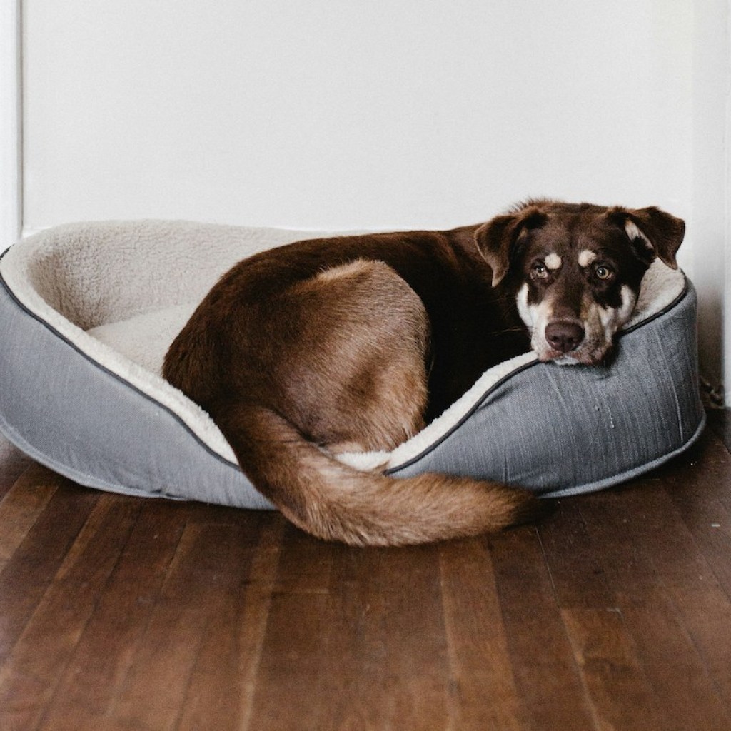 A brown dog sleeping in a dog bed on hardwood floor