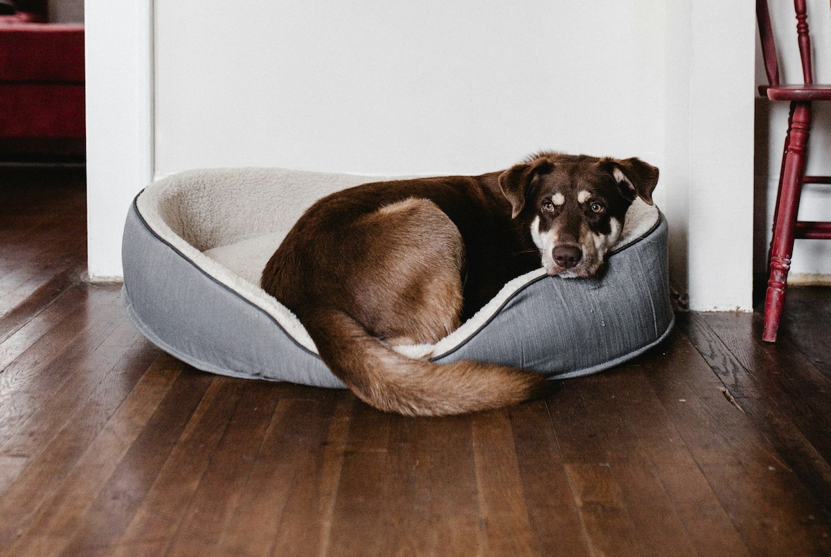 A brown dog sleeping in a dog bed on hardwood floor