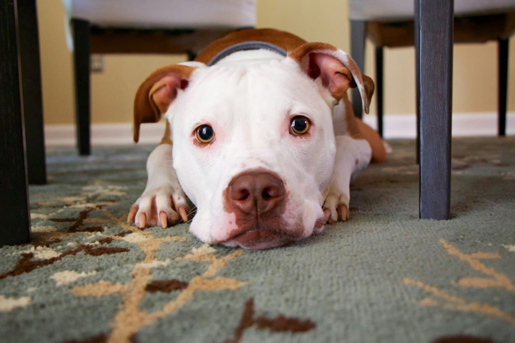 A brown and white Pit Bull lies on a carpeted floor