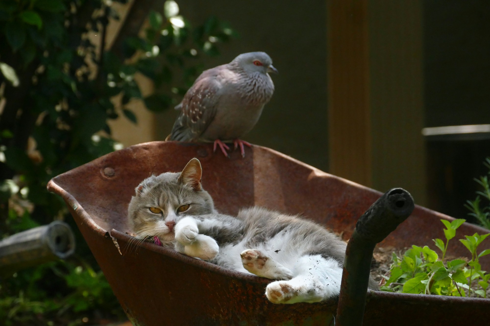 A cat lying in a wheelbarrow while a pigeon perches on top