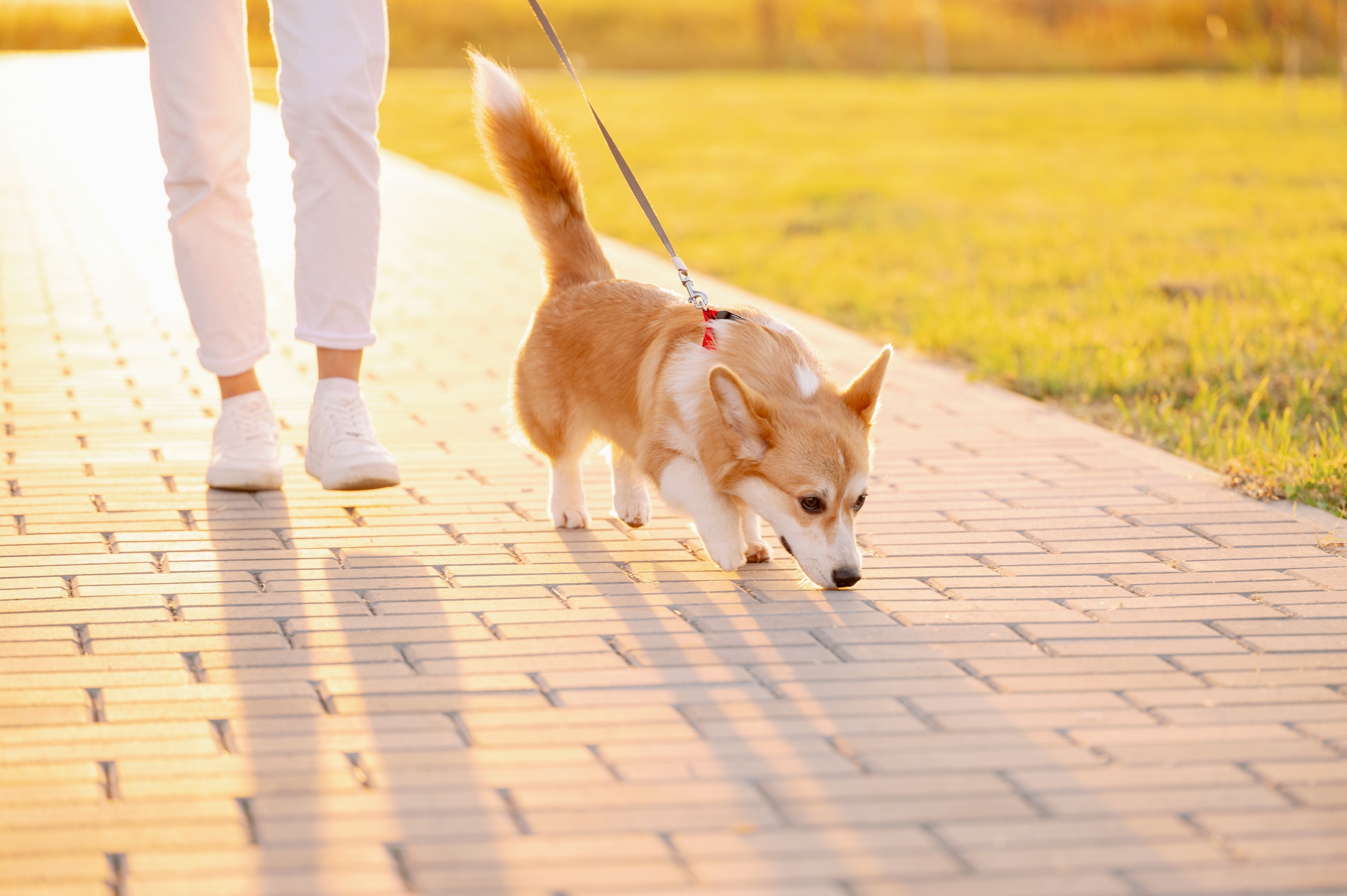 A corgi dog walks on leash next to a person