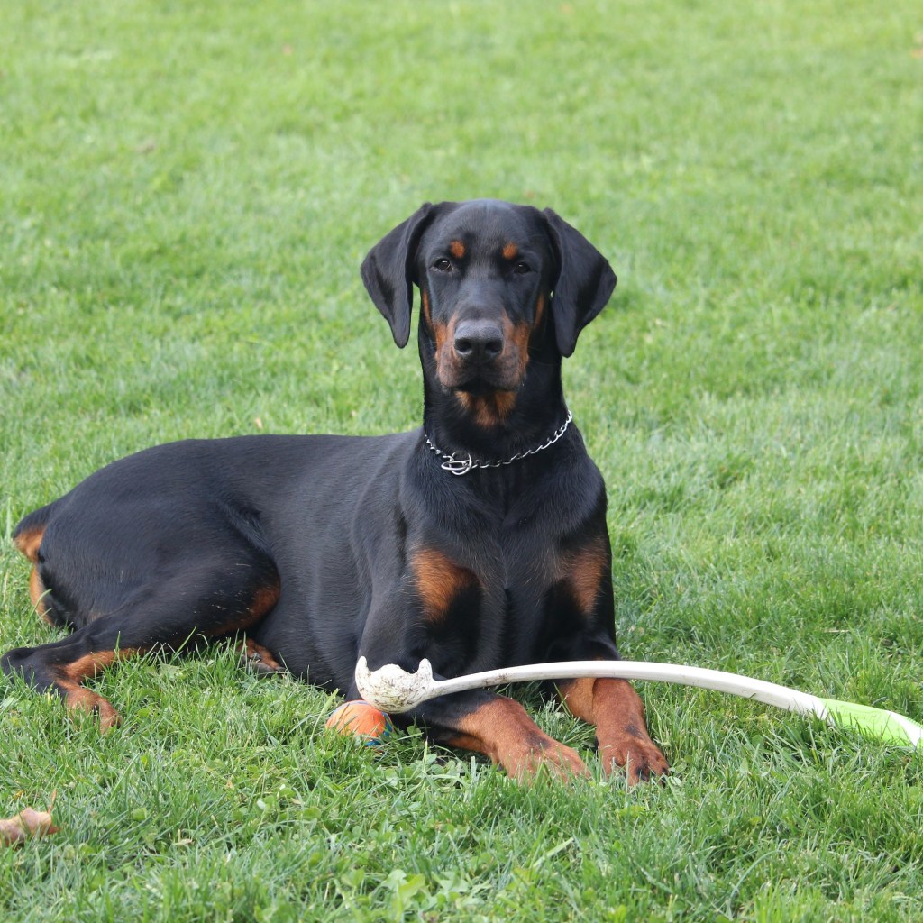 A Doberman pinscher lies in the grass