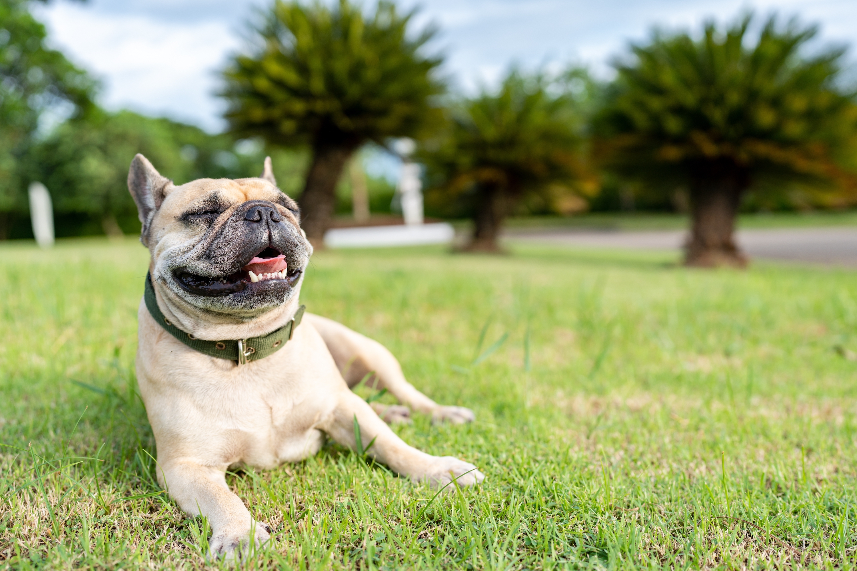 Panting dog lying on grass field against palm tree