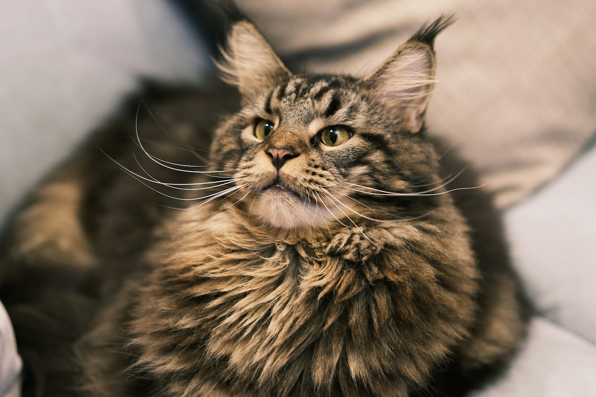 A Maine Coon sits on the couch