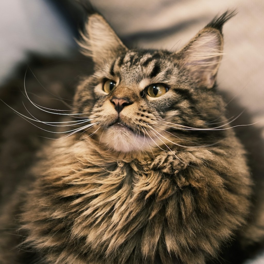 A Maine Coon sits on the couch