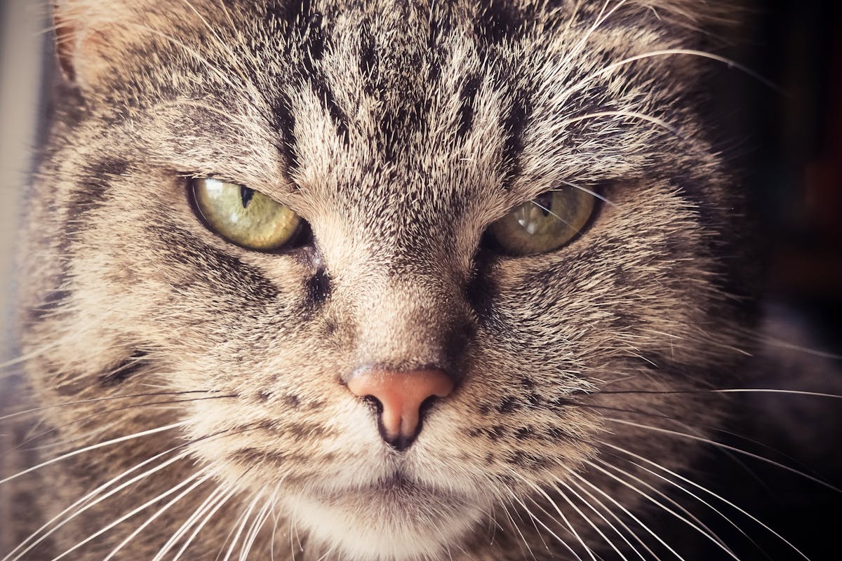 angry cat stare