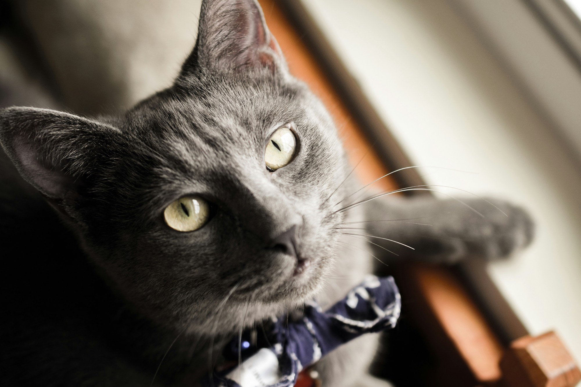 A Russian Blue cat with a bow tie
