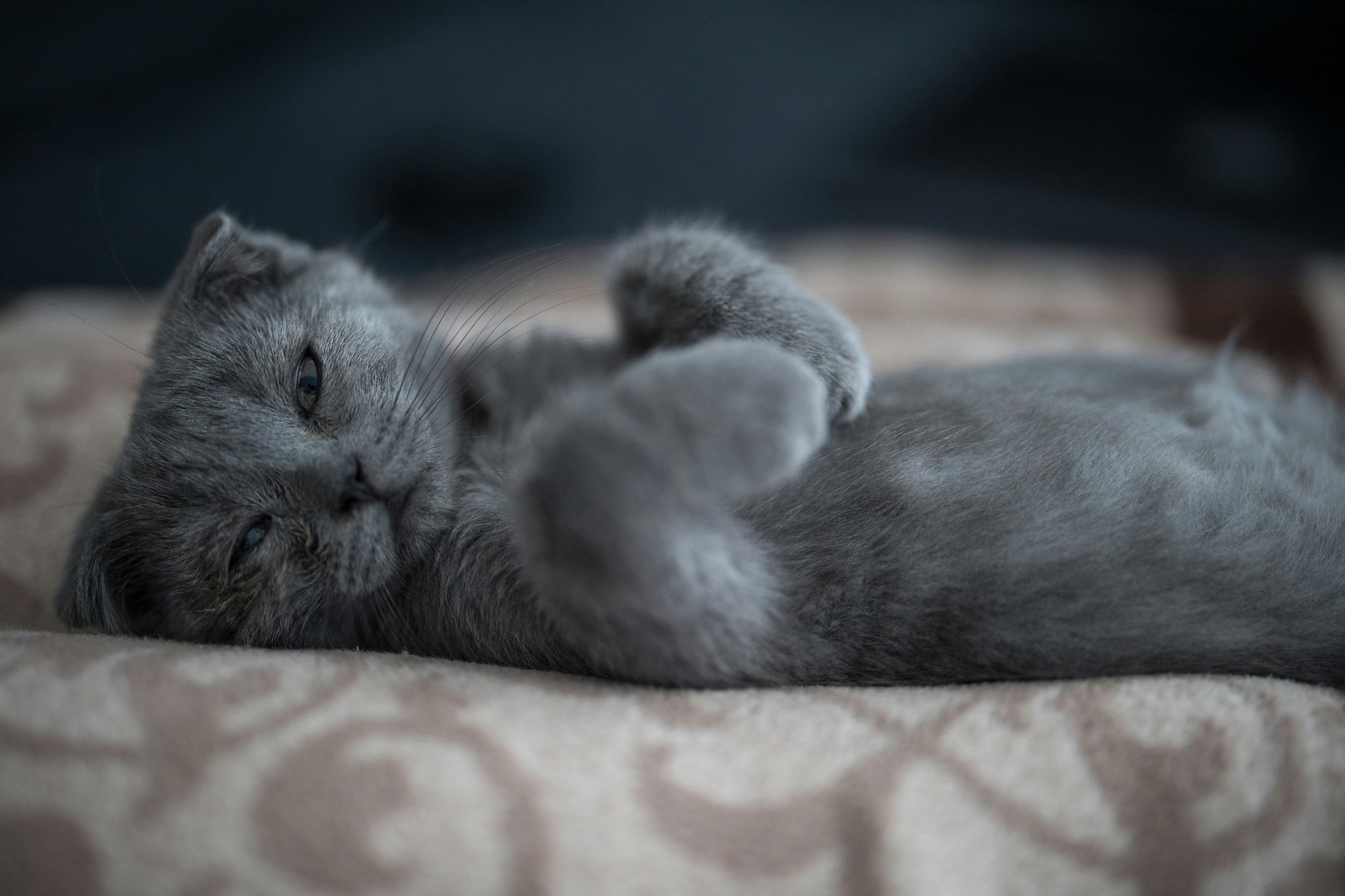 A Scottish Fold cat lies on their back and looks to the side